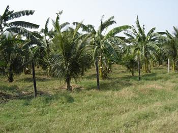 coqueiros
